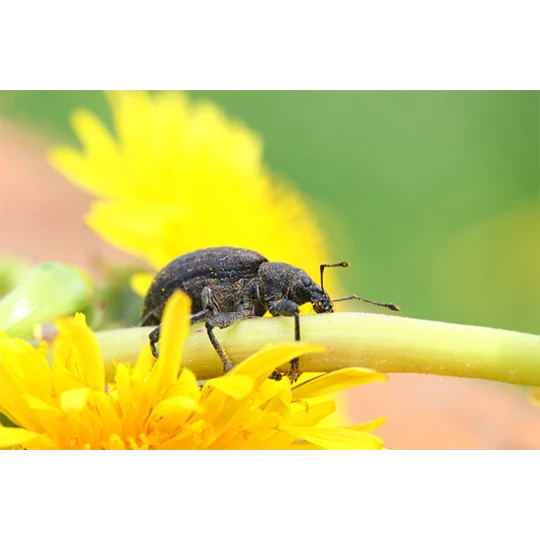 ECOstyle Aaltjes L Tegen Larven Taxus- En Snuitkever 3 ECOstyle Aaltjes L Tegen Larven Taxus- En Snuitkever