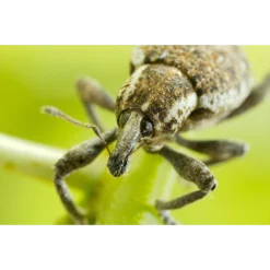 ECOstyle Sluipwesp Tegen Eitjes Van Motten