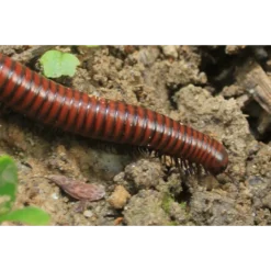 ECOstyle Aaltjes Tegen Miljoenpoten -Exporteren Tuin Lucht Winkel image 107