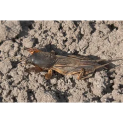 Barenbrug Lawn Clover 10 Kg