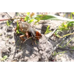 Exporteren Tuin Lucht Winkel -Exporteren Tuin Lucht Winkel image 116