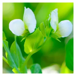 MRS Seeds & Mixtures Bloemenmengsel Inheems