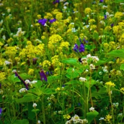 MRS Seeds & Mixtures Wildakker Gevogelte