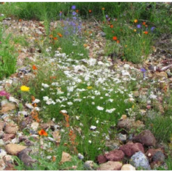 Exporteren Tuin Lucht Winkel 23 MRS Seeds & Mixtures Type M6 - Bloeiende Voegen