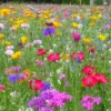 MRS Seeds & Mixtures Bloemenweide Met Graszaad -Exporteren Tuin Lucht Winkel image 138