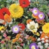 MRS Seeds & Mixtures Japans Bloemengazon -Exporteren Tuin Lucht Winkel image 140