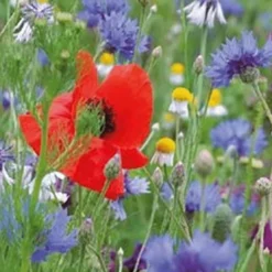 Exporteren Tuin Lucht Winkel 6 Exporteren Tuin Lucht Winkel -Exporteren Tuin Lucht Winkel image 145