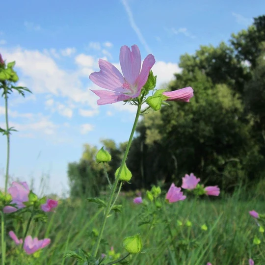 MRS Seeds & Mixtures OrgaMix Gazonmest 20kg NPK 4 MRS Seeds & Mixtures OrgaMix Gazonmest 20kg NPK - Afbeelding 2