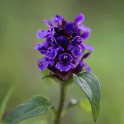 Exporteren Tuin Lucht Winkel 8 Exporteren Tuin Lucht Winkel -Exporteren Tuin Lucht Winkel image 156