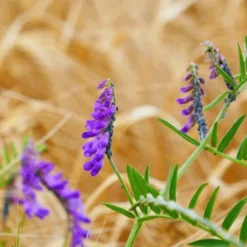 Triferto Zwavelzure Ammoniak 21% - 25kg