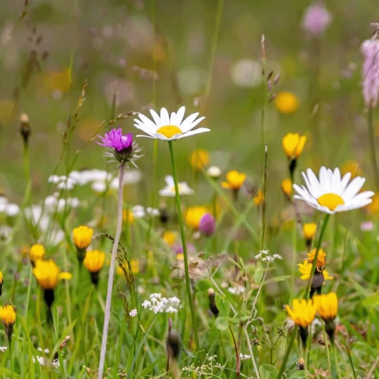Juwel RSM 3.2 Speel-sportgazon Doorzaai/herstel 10KG 3 Juwel RSM 3.2 Speel-sportgazon Doorzaai/herstel 10KG