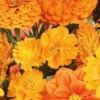 MRS Seeds & Mixtures Zomerbloemen Oranje Tinten Mix -Exporteren Tuin Lucht Winkel image 184