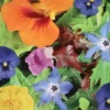 MRS Seeds & Mixtures Eetbare Bloemen Mix -Exporteren Tuin Lucht Winkel image 191