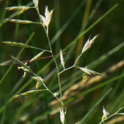 MRS Seeds & Mixtures Schapegras