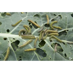 ECOstyle Sluipwesp Tegen De Larven Van De Witte Vlieg