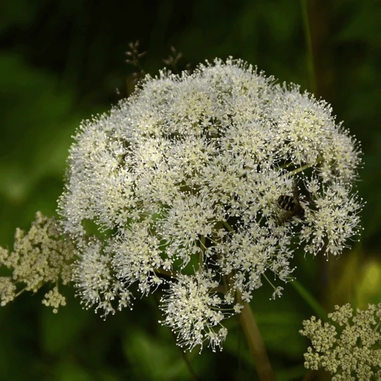 Exporteren Tuin Lucht Winkel 29 Exporteren Tuin Lucht Winkel -Exporteren Tuin Lucht Winkel 4