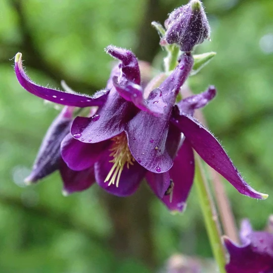 Exporteren Tuin Lucht Winkel -Exporteren Tuin Lucht Winkel z